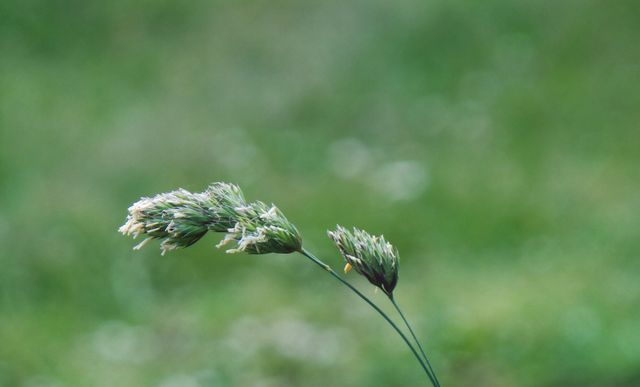 Close-up view of grass flower with a blurred green background in spring. Ideal for nature themes, botanical studies, seasonal promotions, and backgrounds in design projects.