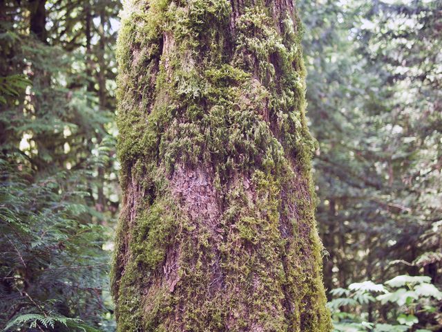 Close-Up of Tree Trunk Covered in Moss in Forest - Download Free Stock Photos Pikwizard.com