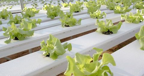Hydroponic lettuce growing in greenhouse