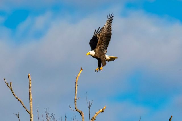 Bald eagle with outspread wings soaring over bare branches under clear blue sky. Ideal for use in wildlife documentaries, nature magazines, educational materials on birds of prey, conservation campaigns, or wallpapers promoting the beauty of the wilderness.