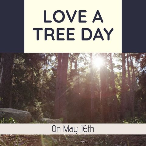 Sunlight Streaming Through Forest Celebrating Love a Tree Day - Download Free Stock Templates Pikwizard.com