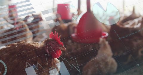 Integrating Technology and Agriculture: Digital Systems on Poultry Farms - Download Free Stock Images Pikwizard.com