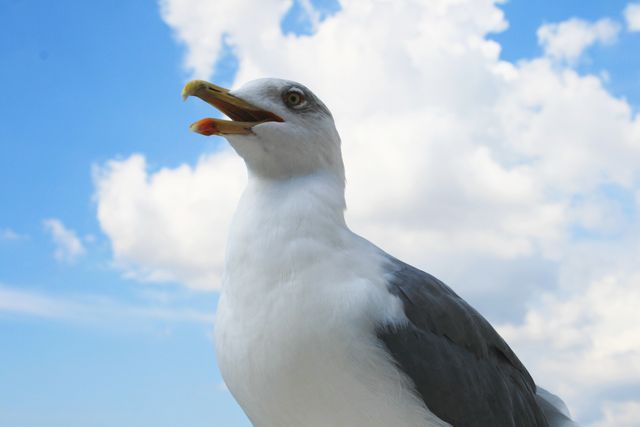 Seagull captured in a close-up view with its beak open against a bright blue sky filled with white fluffy clouds. Ideal for use in nature studies, wildlife articles, travel blogs, posters depicting freedom and open spaces. Perfect for websites related to birdwatching, coastal environments, and outdoor activities.