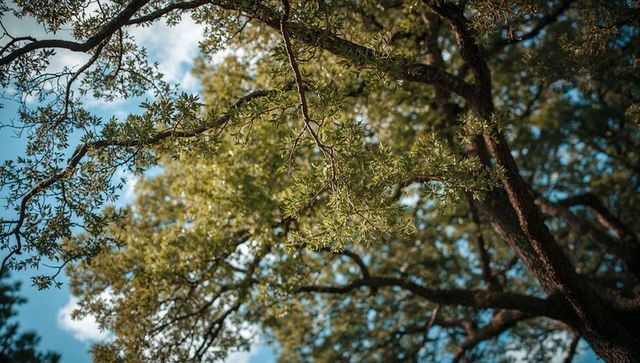 Sunlit Oak Canopy with Slender Branch Reaching Upward Through Dappled Blue Sky