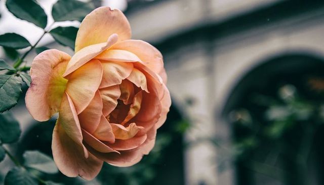 Peach pink rose bloom with layered petals and green leaves against arched facade
