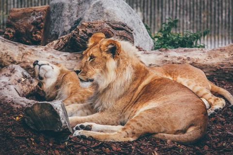 Young lion and lioness resting on driftwood in naturalistic zoo enclosure