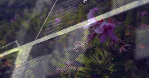 Double exposure pink and purple blossom with diagonal light grid overlay and cinematic glow