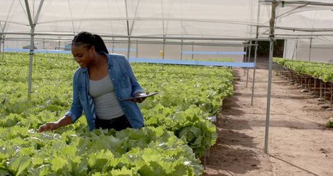 Woman using tablet to inspect hydroponic lettuce in greenhouse