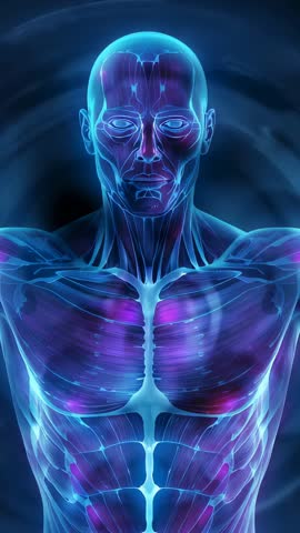 Looping vertical anatomy model pulsing torso muscles with neon cyan purple holographic glow render