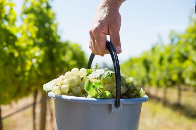 Close-up of vintner carrying harvested grapes in bucket at vineyard