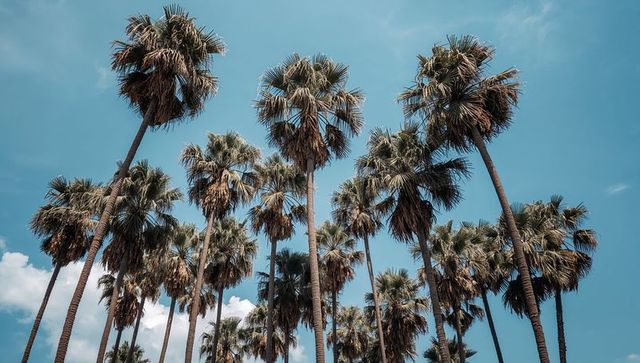 Towering fan-leaf palms reaching into turquoise sky, creating cinematic tropical canopy