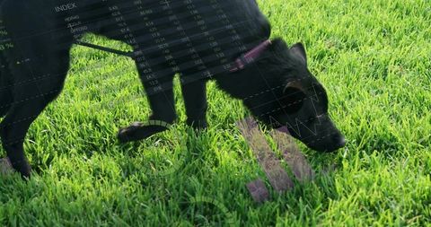 Black Dog in Grass Analyzing Stock Market Data with Charts Overlay