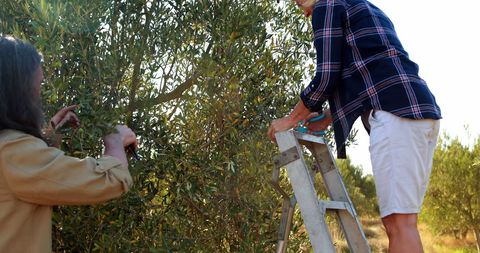 Senior Adults Harvesting Olives in Scenic Countryside - Download Free Stock Images Pikwizard.com