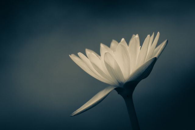 This photo features a close-up of a water lily blooming with delicate petals in monochrome against a dark background. Ideal for use in nature-themed artworks, botanical studies, and minimalistic decor. Perfect for adding a touch of tranquility and elegance to printed materials or digital content.