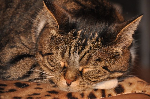 Animal cat close up cute - Download Free Stock Photos Pikwizard.com