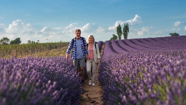 Seniors walking arm-in-arm through lavender rows in countryside with backpacks