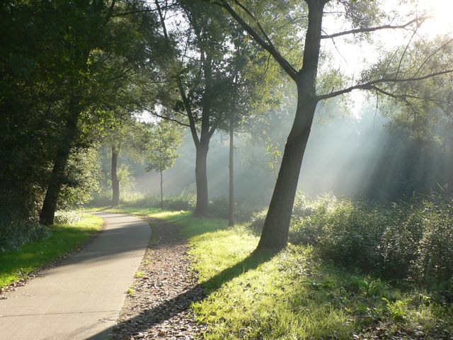 Sunlight filtering through dense tree canopy, illuminating a quiet forest pathway. Suitable for posters, calming environment backgrounds, stress-relief contexts, nature and health blogs, outdoor activity ads.