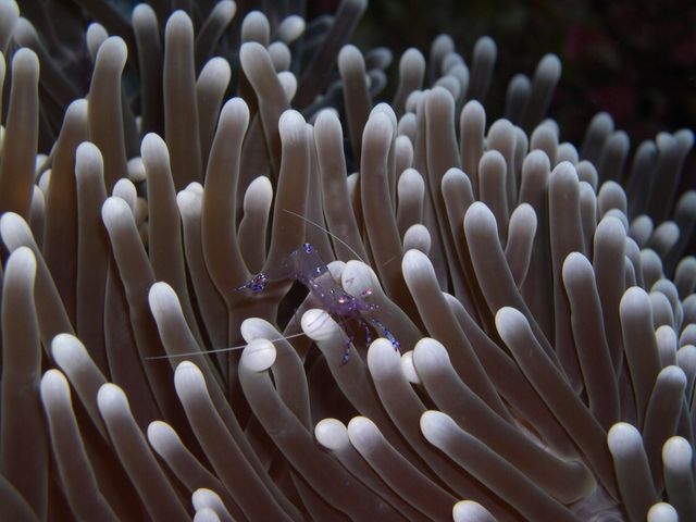 Transparent shrimp nestled in sea anemone tentacles underwater. Ideal for use in marine biology studies, underwater wildlife features, scuba diving promotion, and highlighting coral reef ecosystems.