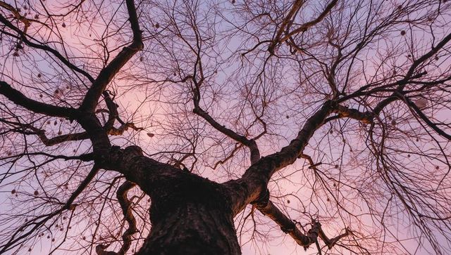 Bare Tree Branches Against Pastel Dawn Sky