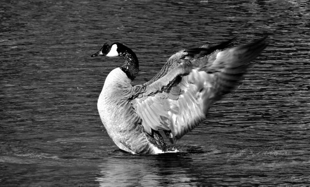 Canadian goose standing in water with wings outspread in black and white. Ideal for nature prints, wildlife blogs, educational materials on birds, and artistic projects focused on avian species.