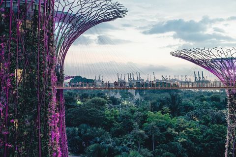 Elevated Walkways Among Iconic Supertrees at Twilight