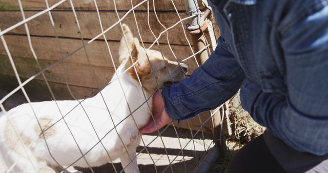 Person petting a white and tan dog through a metal fence at an animal shelter. The setting is outside and the person wears a denim jacket, showing compassion and care. This illustration is ideal for use in themes related to animal adoption, volunteering at shelters, promoting animal rescue organizations, and showcasing human-animal interactions.