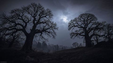 Mystical oaks under moonlit skies in enchanted forest