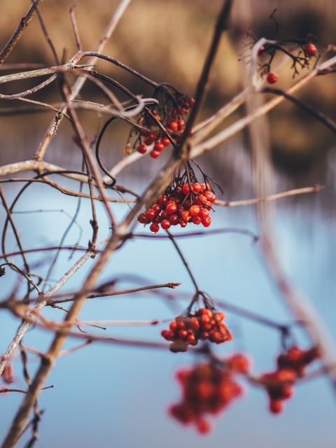 Close-up of wild red berries hanging on bare tree branches, creating an autumnal scene with a blurred background. Ideal for use in nature-themed blog posts, seasonal marketing materials, or educational content on plant species.