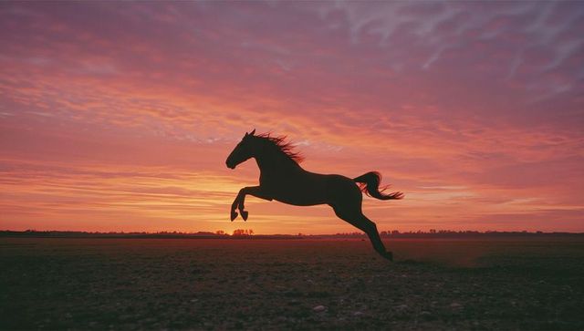 Silhouette of leaping horse against vibrant sunset sky