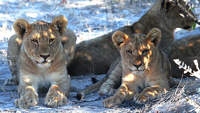 Close-Up of Lion Cubs Resting in Natural Habitat - Download Free Stock Photos Pikwizard.com
