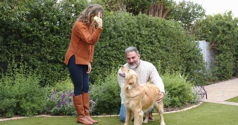 Couple playing fetch with golden retriever in leafy backyard garden with hedge and lawn