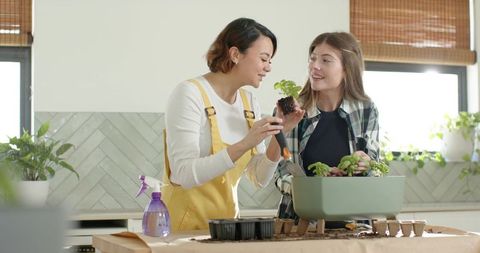 Friends planting indoor herb garden together on sunlit kitchen table for home gardening