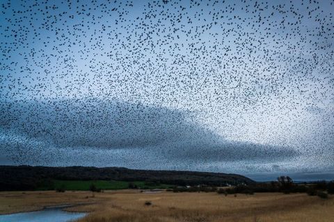 Vast Starling Murmuration Over Rural Landscape