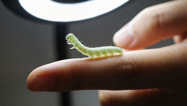 Light-green caterpillar crawling on fingertip under ring light macro closeup insect larva