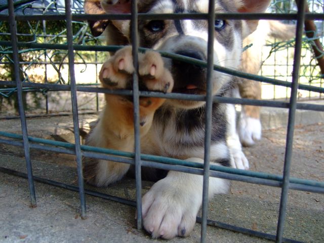 Playful Puppy Pawing at Metal Fence with Curious Expression - Download Free Stock Photos Pikwizard.com