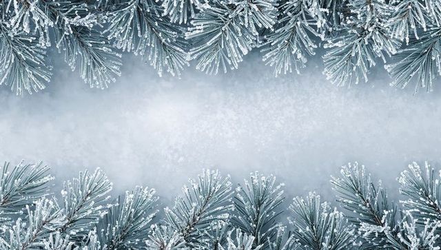 Framing frosted pine border with snow-covered needles for winter holiday design