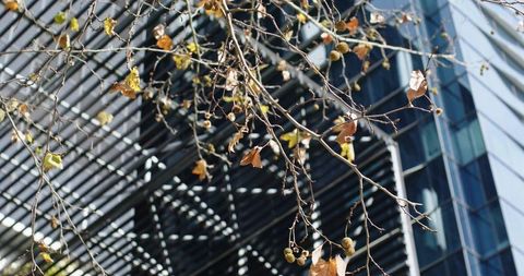 Autumn branches with seed pods over louvered canopy and glass facade in urban courtyard