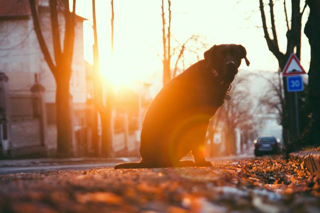 Silhouette of black dog relaxing on an urban street during sunset with trees and residential buildings in background. Perfect for themes involving pets, calmness, residential urban life, evening walks, and nature's beauty during golden hour.