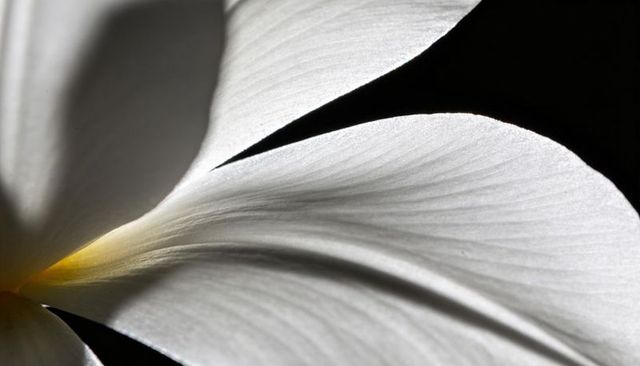 Showing macro white plumeria petal revealing delicate veins and soft yellow base on black