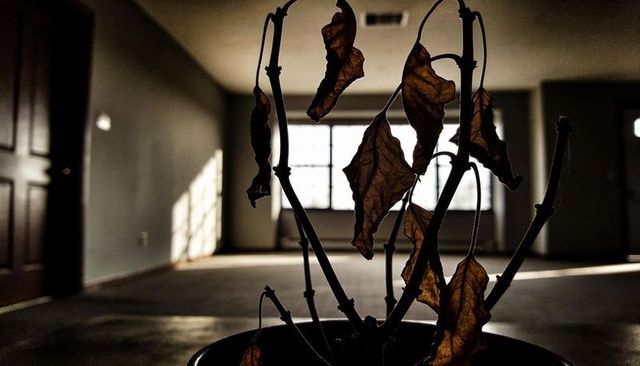 Backlit wilting houseplant casting dramatic silhouettes in sunlit empty living room
