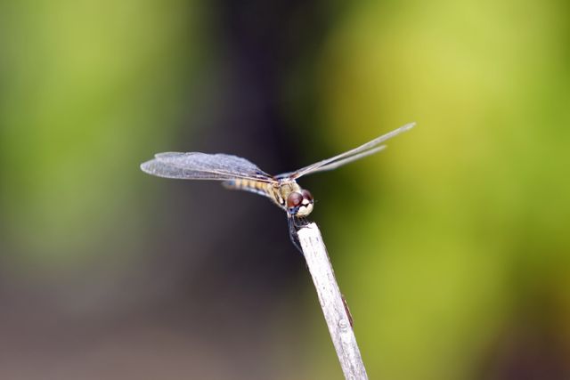 Dragonfly Resting on Twig in Nature - Download Free Stock Photos Pikwizard.com