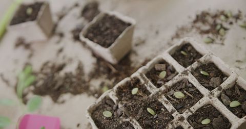 Seedlings Sprout in Biodegradable Pots for Home Gardening - Download Free Stock Images Pikwizard.com