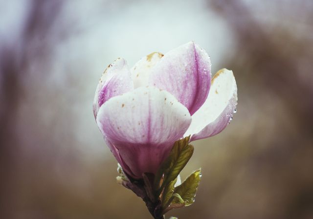 Close-Up of Dewy Magnolia Flower in Bloom - Download Free Stock Photos Pikwizard.com