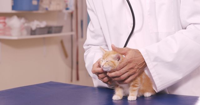 Veterinarian Examining Small Orange Kitten in Clinic - Download Free Stock Images Pikwizard.com