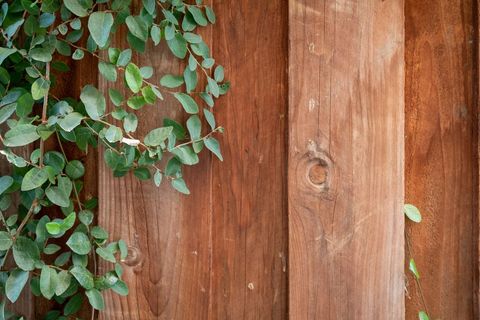 Green Vine on Rustic Wooden Wall