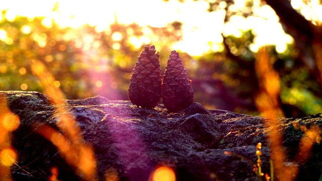 Two Pine Cones on Rock at Sunset in Forest - Download Free Stock Photos Pikwizard.com