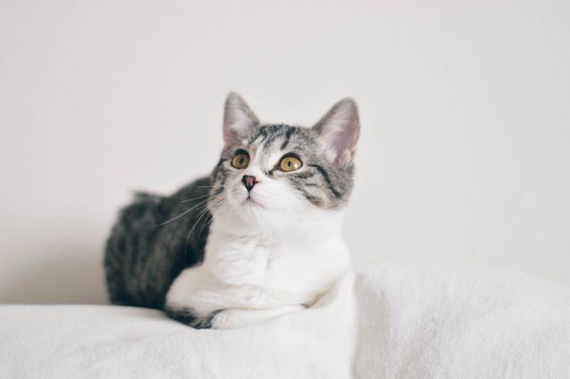 Cute Grey and White Kitten Relaxing on White Background - Download Free Stock Photos Pikwizard.com