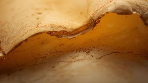 Macro of curled beige organic cap revealing fibrous rim and amber translucence