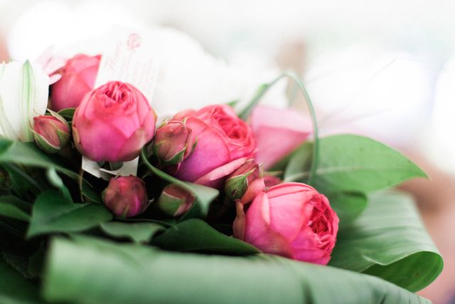 Close-up of Fresh Pink Roses on Green Leaves - Download Free Stock Photos Pikwizard.com