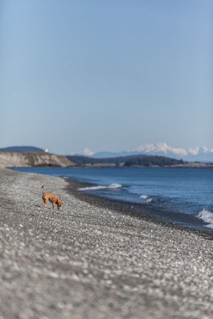 Dog is walking along a pebble beach near the ocean on a sunny day. Mountains are visible in the background, creating a picturesque scene perfect for travel advertisements, nature-themed websites, and pet-related promotions. Ideal for use in blogs, social media posts and vacation marketing materials